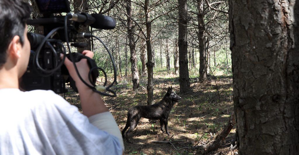 Σκύλος ηθοποιός εκπαιδευτήριο Θεσσαλονίκη Drive Unlimited.gr