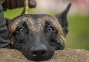 Ειδική εκπαίδευση σκύλων Θεσσαλονίκη DriveUnlimited.gr